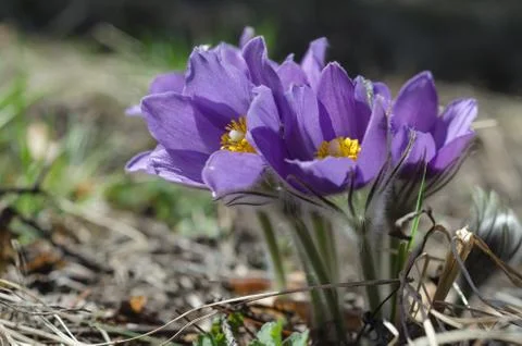 Spring snowdrops grow in the forest 写真素材