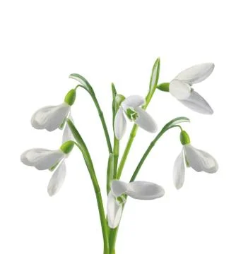 Spring snowdrops isolated on white background Stock Photos