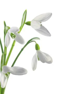 Spring snowdrops isolated on white background Fotos Stock