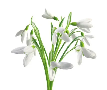 Spring snowdrops isolated on white Stock Photos