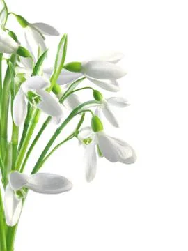 Spring snowdrops isolated on white Foto stock