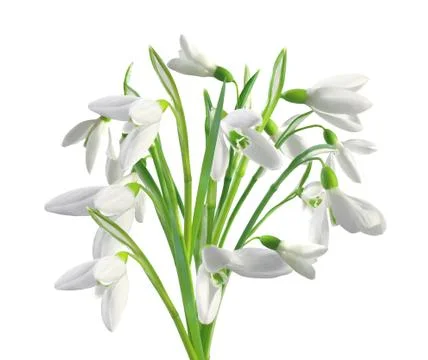 Spring snowdrops isolated on white Stock Photos