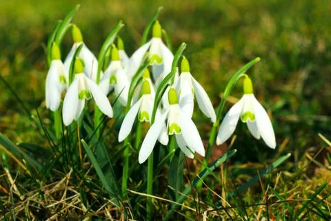 Spring snowdrops 写真素材