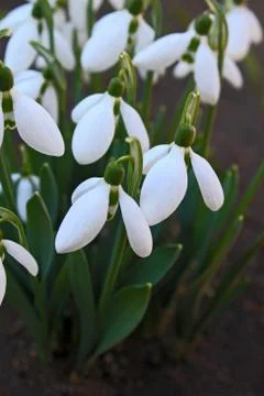 Spring snowdrops Stock Photos