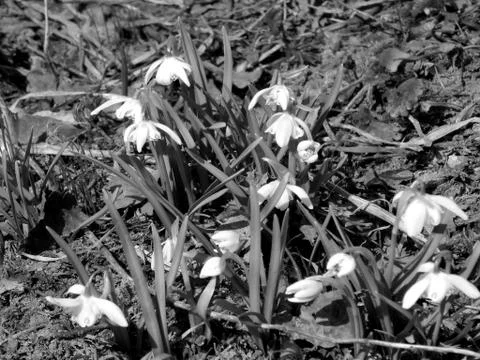 Spring snowdrops in the sun Stock Photos
