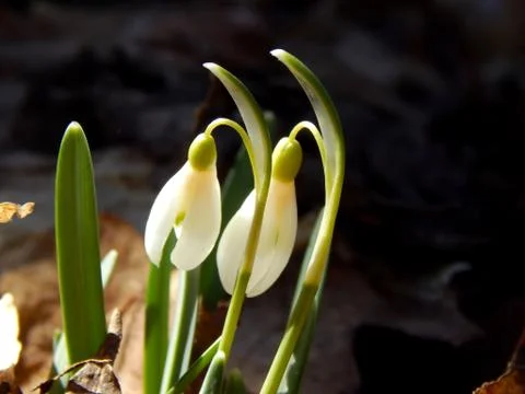 Spring snowdrops in the sun Stock Photos