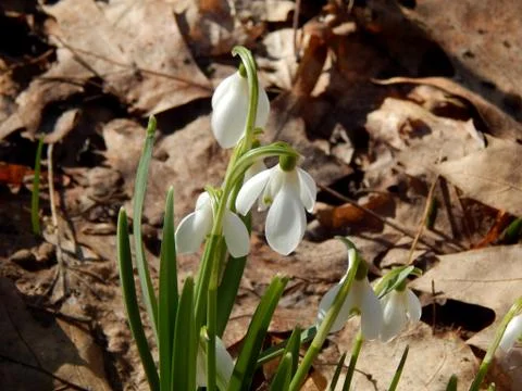 Spring snowdrops in the sun Stock Photos