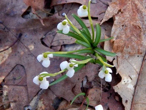 Spring snowdrops in the sun Stock Photos