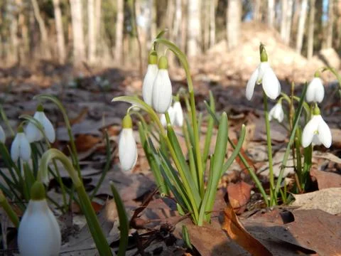 Spring snowdrops in the sun Stock Photos