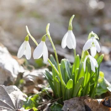 Spring snowdrops in sunlight 스톡 사진
