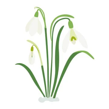 Spring snowdrops, three spring flowers, a bouquet for Easter. Stock Illustration