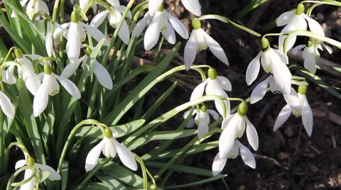 Spring Snowdrops waving in the Sunshine Stock Footage 48392769