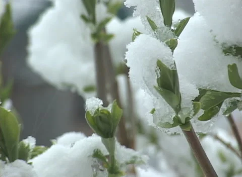 Spring snowfall accumulation on green budding leaves, pans &amp; tilts Stock Footage 294721742