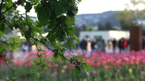 Spring Snowfall on Blooming Trees and Plants Stock Footage 330248157