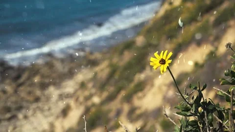Spring Snowfall on Blooming Trees and Plants Stock Footage 330248284