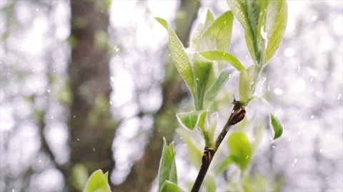Spring Snowfall on Blooming Trees and Plants Stock-Footage 330248375