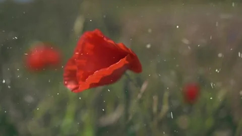 Spring Snowfall on Blooming Trees and Plants Video stock 330248416