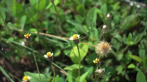 Spring Snowfall on Blooming Trees and Plants Stock Footage 330248437