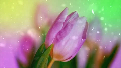 Spring Snowfall on Blooming Trees and Plants 스톡 동영상 330248643