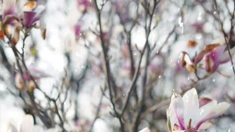 Spring Snowfall on Blooming Trees and Plants Stock Footage 330248677