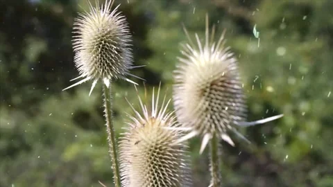 Spring Snowfall on Blooming Trees and Plants Stock Footage 330248783