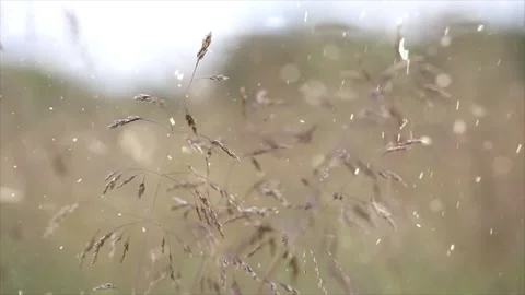 Spring Snowfall on Blooming Trees and Plants Stock Footage 330248784