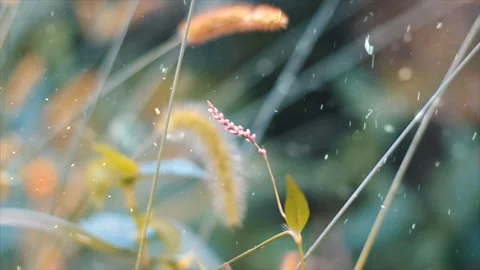 Spring Snowfall on Blooming Trees and Plants Stock Footage 330248787