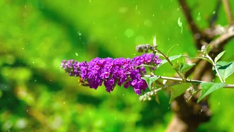 Spring Snowfall on Blooming Trees and Plants Stock Footage 330248845