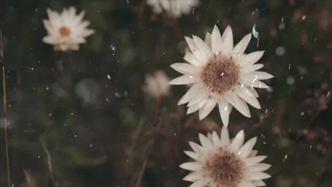 Spring Snowfall on Blooming Trees and Plants Stock Footage 330248858