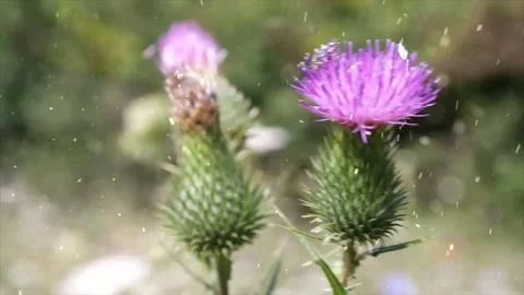 Spring Snowfall on Blooming Trees and Plants Video stock 330248898