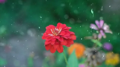 Spring Snowfall on Blooming Trees and Plants 스톡 동영상 330248900