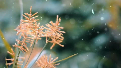 Spring Snowfall on Blooming Trees and Plants Stock Footage 330248903