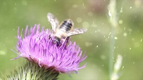 Spring Snowfall on Blooming Trees and Plants Stock Footage 330248929