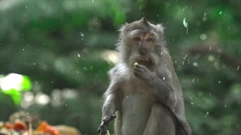 Spring Snowfall on Blooming Trees and Plants Stock Footage 330248942