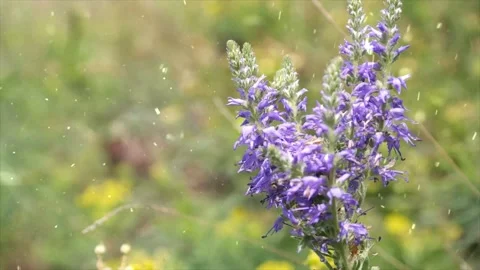 Spring Snowfall on Blooming Trees and Plants Stock Footage 330249036