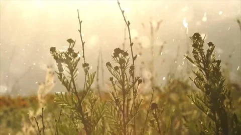 Spring Snowfall on Blooming Trees and Plants Stock Footage 330249037