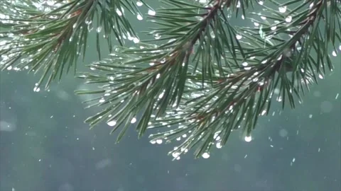 Spring Snowfall on Blooming Trees and Plants Stock Footage 330249067