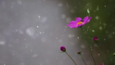 Spring Snowfall on Blooming Trees and Plants Video stock 330249126