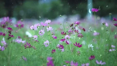 Spring Snowfall on Blooming Trees and Plants Stock Footage 330249170