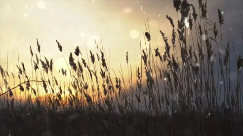 Spring Snowfall on Blooming Trees and Plants Vídeo Stock 330275357