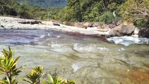 Spring Snowfall on Blooming Trees and Plants Stock Footage 330275365