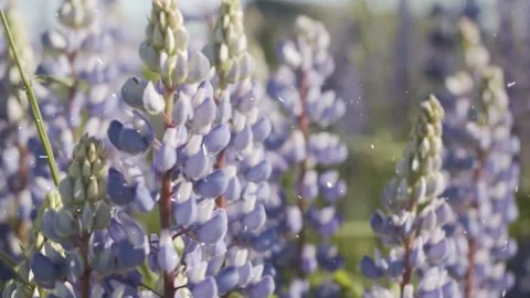 Spring Snowfall on Blooming Trees and Plants 스톡 동영상 330275369
