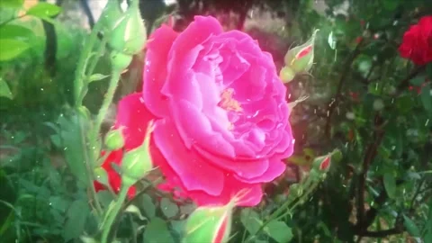 Spring Snowfall on Blooming Trees and Plants Stock Footage 330275370