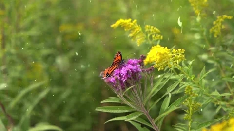 Spring Snowfall on Blooming Trees and Plants Stock Footage 330275385