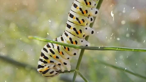 Spring Snowfall on Blooming Trees and Plants 스톡 동영상 330275399