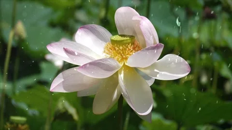 Spring Snowfall on Blooming Trees and Plants Stock Footage 330275402
