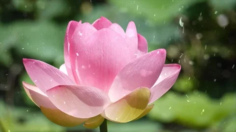 Spring Snowfall on Blooming Trees and Plants Video stock 330275407