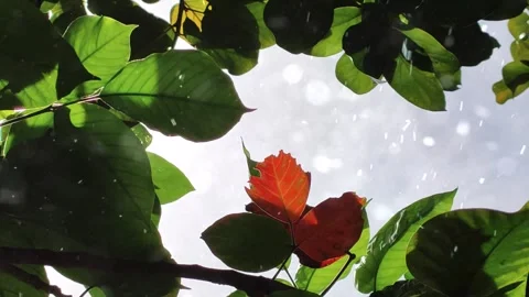 Spring Snowfall on Blooming Trees and Plants Stock Footage 330275409