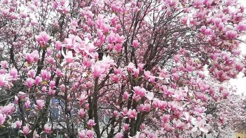 Spring Snowfall on Blooming Trees and Plants Stock Footage 330275419