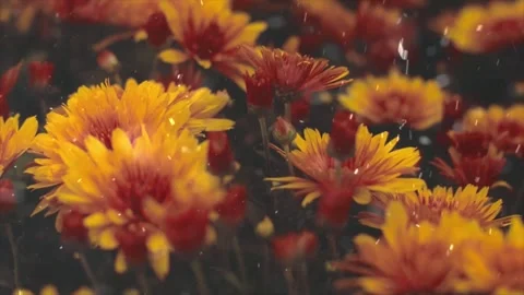 Spring Snowfall on Blooming Trees and Plants Stock Footage 330275420